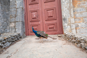 Obraz premium A peacock in front of the back door of the Palácio dos Condes de Castro Guimarães.