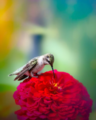Closeup of a hummingbird in the garden in summer © Skyler