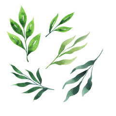 Set of decorative green leaves on white background. Hand drawn watercolor illustration.