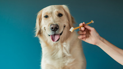 Girls hand hold a muzzle and a toothbrush. Woman brushing teeth a golden retriever dog with...