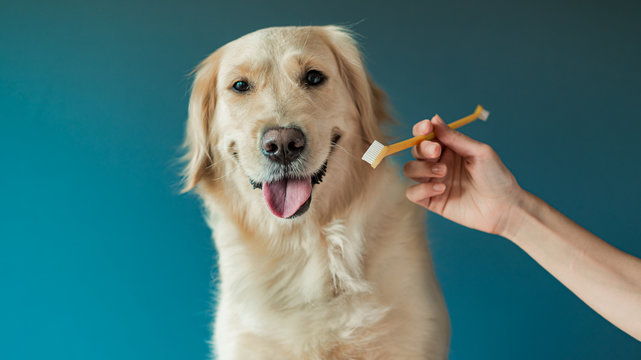 Girls hand hold a muzzle and a toothbrush. Woman brushing teeth a golden retriever dog with toothbrush at home. Pets dental hygiene concept