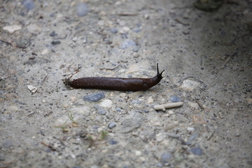 Slugs come out when it is raining
