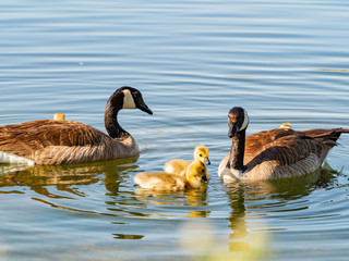 Close up of Canada goose and its child