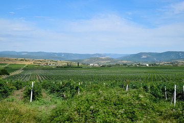 Fototapeta na wymiar Fields with vineyards on trellises. Hills with vineyards.