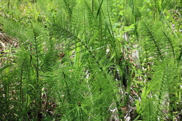 A variety of leaf in a park