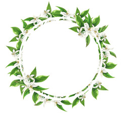 Fresh citrus white flowers and green leaves round frame on white background. Hand drawn watercolor illustration.