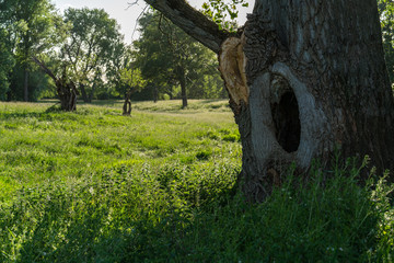 A large knothole in a mighty trunk of an old tree in the floodplains.