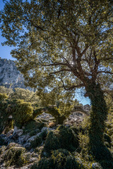 Termessos ancient city. Termessos is one of Antalya -Turkey's most outstanding archaeological sites. Termessos ancient city the amphitheatre. Turkey