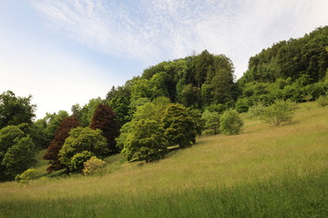 Various trees in a park