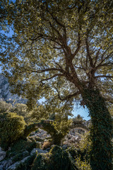 Termessos ancient city. Termessos is one of Antalya -Turkey's most outstanding archaeological sites. Termessos ancient city the amphitheatre. Turkey