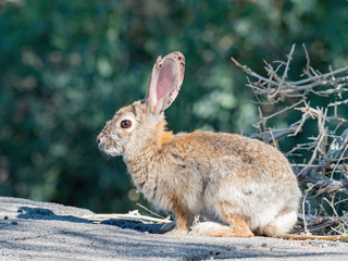 Obraz premium Close up shot of an ill Cottontail rabbit