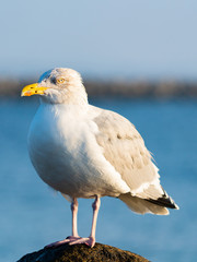 Seagull In Germany Warnemünde 