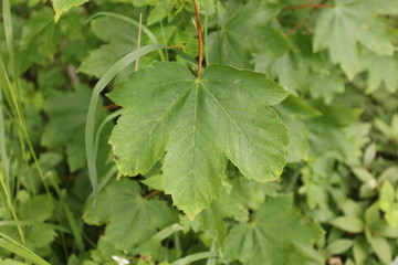Close up of a maple leaf 