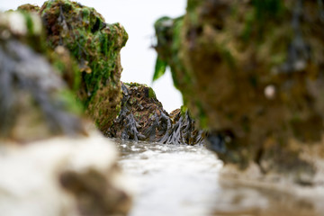 Seaweed cliff in the beach