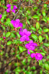 Flowering Bush Rhododendron Daursky (lat. Rhododendron dauricum). The flowers are arranged rhythmically