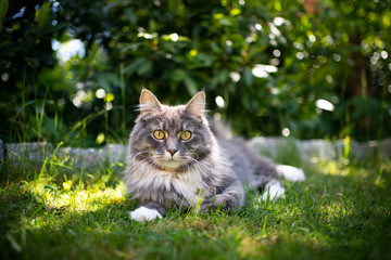 portrait of a beautiful blue tabby maine coon cat lying on lawn outdoors in garden in summertime