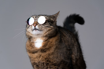 studio shot of funny looking cool tabby cat with sunglasses