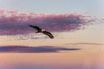  Bald Eagle Halaeetus leucocephalus in Flight