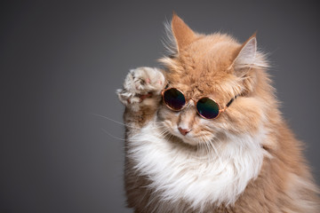 funny studio shot of cool maine coon cat wearing sunglasses