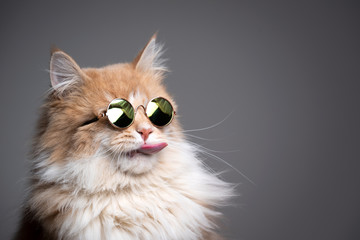 funny studio shot of cool maine coon cat wearing sunglasses sticking out tongue on gray background...