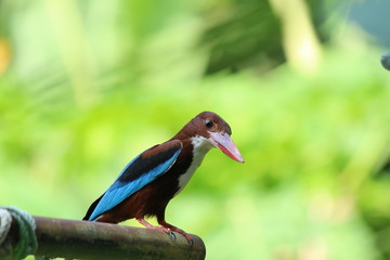 white throated kingfisher on the metal stand.