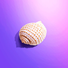 Summer concept with a seashell overhead view - flat lay