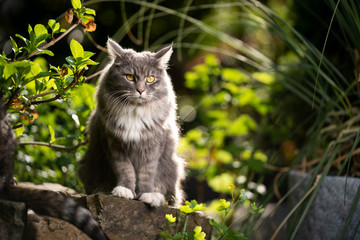 Naklejka na ściany i meble portrait of a blue tabby white maine coon cat outdoors in beautiful garden with ears folded back