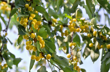 Yellow cherries on tree in garden on a summer day