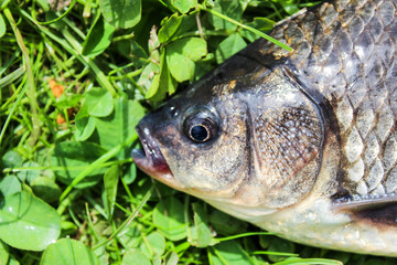 Fresh fish carp on a plate