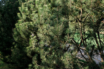 Pine tree. Brightly green prickly branches background. Blue sky. Sunny day. Spring summer season. Close up.