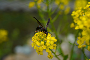 Wasp pollinator on yellow wildflowers. 