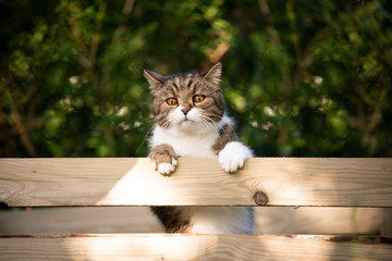 tabby white cat climbing up wooden fence of compost heap outdoors in the garden
