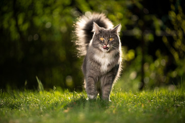 Naklejka na ściany i meble blue tabby maine coon cat with fluffy tail in sunlight outdoors standing on lawn in summertime