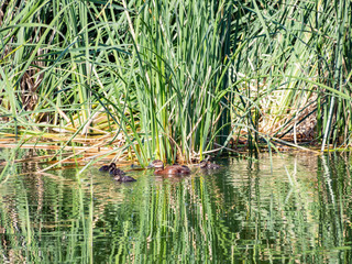 Close up of duck and its child