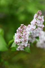 White lilac in focus