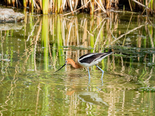 Close up shot of the American avocet