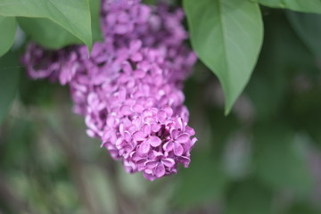 Fototapeta na wymiar Purple lilac in focus