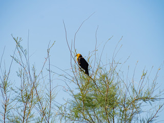 Close up of a cute Yellow-headed blackbird
