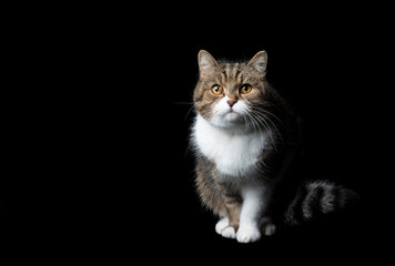 studio portrait of a tabby white british shorthair cat sitting looking at camera on black background with copy space