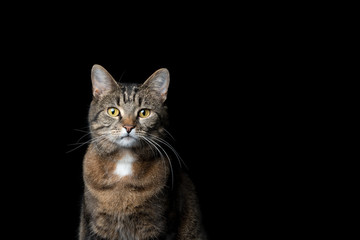 studio portrait of a tabby  shorthair cat looking at camera on black background with copy space