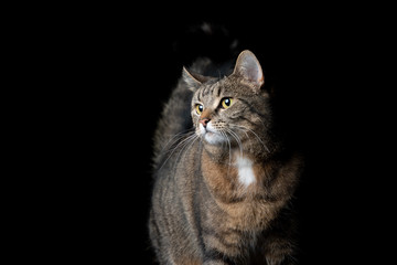 studio portrait of a tabby  shorthair cat looking to the side on black background with copy space