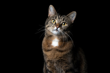 studio portrait of a tabby  shorthair cat looking at camera on black background with copy space