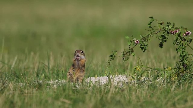 European ground squirrel foraging on the field