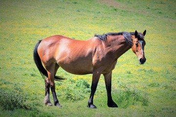 Obraz premium Chestnut brown horse in a meadow, in Ulley, Rotherham, South Yorkshire.