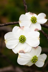 Fototapeta na wymiar dogwood blossom