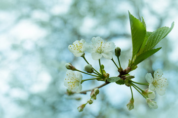 branch of a cherry tree in spring
