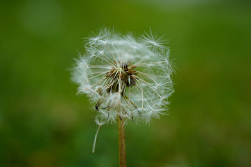 Close up of a dandelion flower releasing its seeds. White seed head.