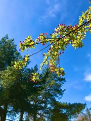 autumn leaves against blue sky