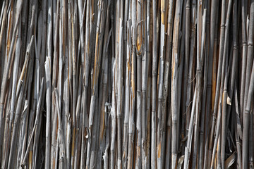 image of dry cane background  