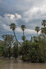 Fototapeta na wymiar palmeras sobre lago de agua marron